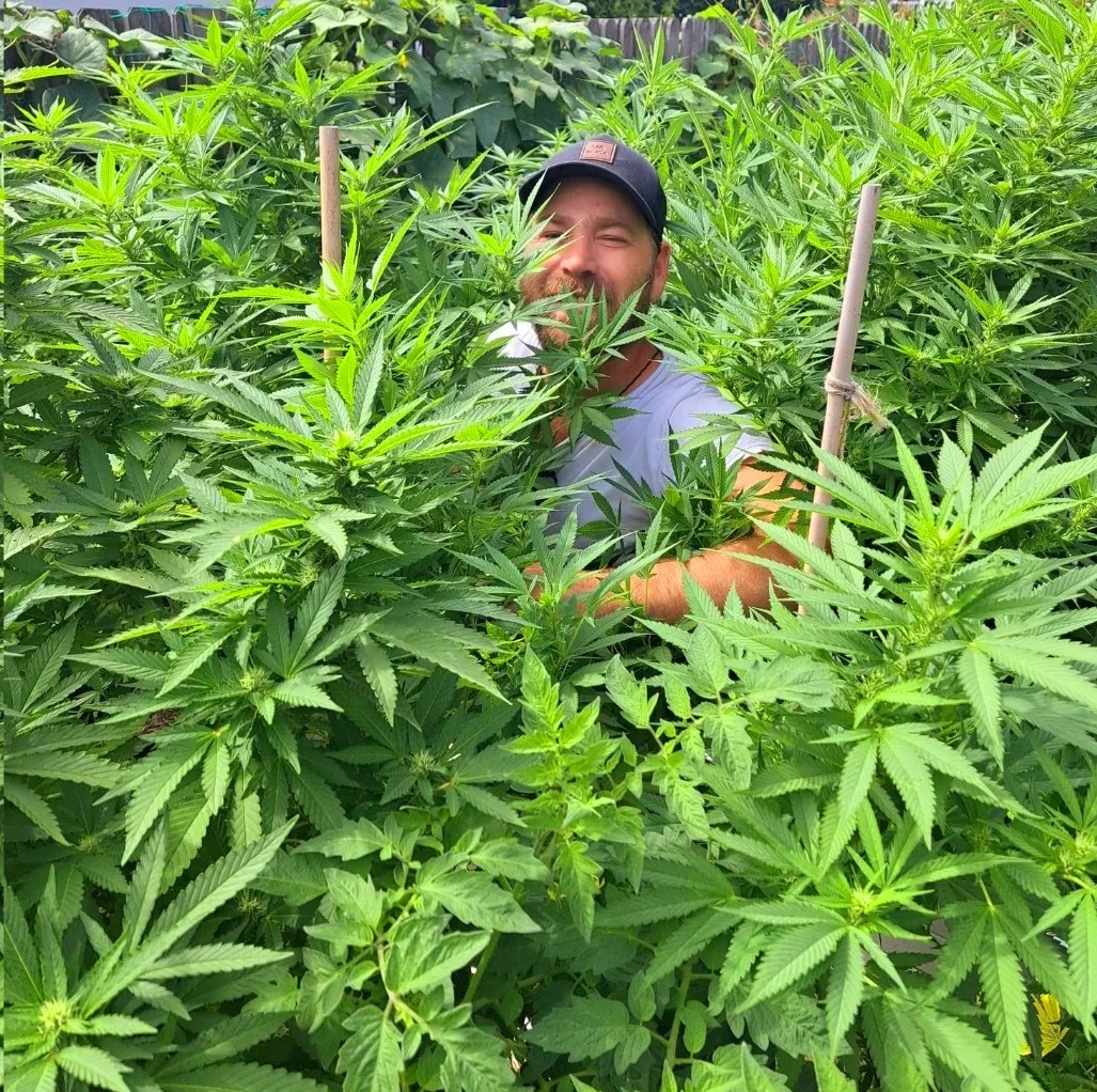 Man smiling while standing among tall, lush green cannabis plants in an outdoor garden.