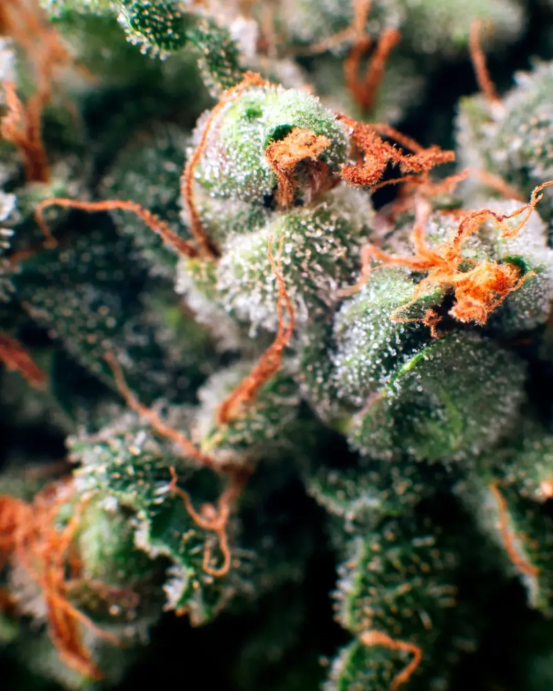 Close-up of frosty cannabis buds with vibrant orange hairs and crystal-like trichomes.