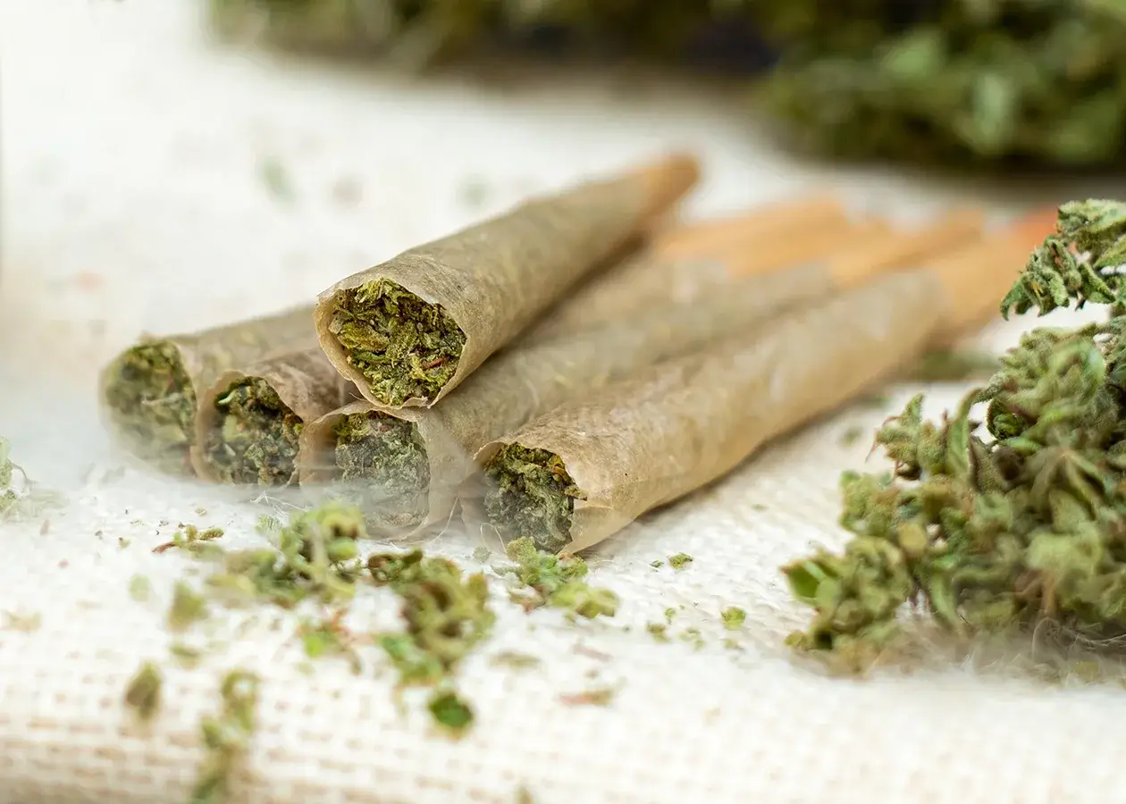 Close-up of rolled joints filled with dried cannabis placed on a light fabric surface.